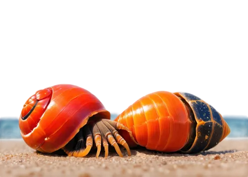 hermit crab,beach defence,the beach crab,garrison,scarabs,shell seekers,defence,beach background,nicrophorus,crustaceans,crab 2,isopods,sea snail,decapods,beach toy,crab,cinema 4d,beach shell,shellfish,isopod,Conceptual Art,Daily,Daily 30