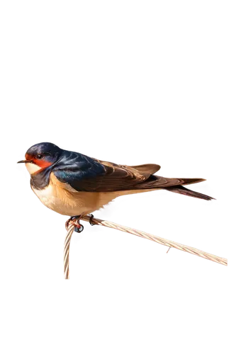 Small bird, barn swallow, solo, perched on wire, brown back, white belly, forked tail, black head, red face, open beak, distress call expression, blurry wings, warm sunlight, shallow depth of field, p