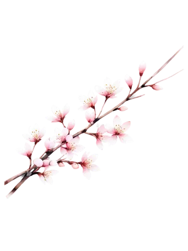 cherry blossom branch,sakura branch,flowers png,japanese carnation cherry,japanese floral background,sakura flower,cherry branches,japanese sakura background,plum blossom,japanese cherry,sakura flowers,plum blossoms,japanese cherry blossom,sakura wreath,sakura blossoms,apricot blossom,apricot flowers,apple blossom branch,prunus,sakura cherry tree,Conceptual Art,Fantasy,Fantasy 08