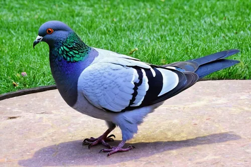 Craft a poetic piece describing the peaceful coexistence between pigeons and humans in a serene park.,victoria crown pigeon,crown pigeon,field pigeon,fantail pigeon,city pigeon,bird pigeon,pigeon,spec