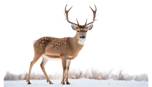 winter deer,christmas deer,male deer,whitetail,antlered,red-necked buck,deer,european deer,white-tailed deer,gold deer,deers,deer illustration,whitetail buck,dotted deer,antler velvet,fallow deer,x axis deer elk,red deer,glowing antlers,spotted deer,Illustration,Retro,Retro 06