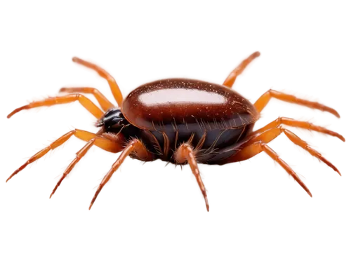 Small, brown tick, eight legs, oval body, flat back, shiny exoskeleton, tiny eyes, mouthparts, crawling, solo, macro shot, extreme close-up, 3/4 composition, soft natural light, warm color tone, detai