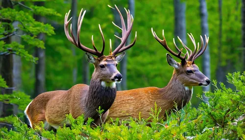 Write a persuasive article urging conservation efforts to protect the habitat of the Pere David's deer.,european deer,deers,red deer,male deer,whitetail,bucks,pair of ungulates,elk,antler velvet,moose