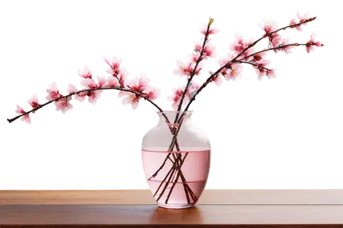 ikebana,cherry blossom branch,japanese carnation cherry,stylidium,cherry branches,artificial flower,japanese lamp,table lamp,sakura branch,ornamental cherry,valentine's day décor,pink plumeria,luminous garland,tea light holder,gaura,cherry blossom tree,japanese cherry blossom,plum blossom,flower vase,pink cherry blossom,Illustration,Black and White,Black and White 29