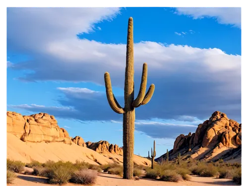 organ pipe cactus,desert desert landscape,desert landscape,sonoran desert,desert plant,saguaros,saguaro,sonoran,arid landscape,ariz,desert background,arizona,arid,dutchman's-pipe cactus,aravaipa,mexican hat,cactuses,arid land,capture desert,quartzsite,Conceptual Art,Daily,Daily 07