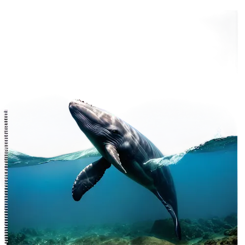 bottlenose dolphin,dolphin background,cetacea,tursiops,northern whale dolphin,pilot whale,whitetip,bottlenose dolphins,cetacean,oceanic dolphins,macrocephalus,dolphin swimming,dusky dolphin,tursiops truncatus,marine reptile,dolphin,delphinus,oceanarium,cetaceans,underwater background,Illustration,Paper based,Paper Based 09