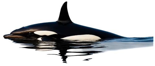 orca,killer whale,northern whale dolphin,cetacean,dorsal fin,cetacea,porpoise,short-finned pilot whale,white-beaked dolphin,tursiops truncatus,aquatic mammal,harbour porpoise,whale calf,marine mammal,short-beaked common dolphin,surface tension,orka,pilot whale,baby whale,striped dolphin,Art,Classical Oil Painting,Classical Oil Painting 14