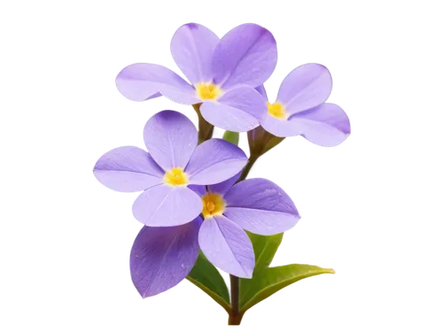 flowers png,violet flowers,flower background,flower wallpaper,purple flower,hepatica,purple flowers,flower purple,tradescantia,purple crocus,brodiaea,butterwort,violas,croci,crocus flowers,violet colour,beautiful flower,garden star of bethlehem,purple background,violets,Illustration,Retro,Retro 26