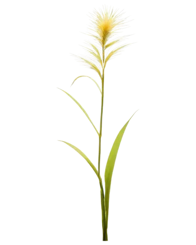 Dallisgrass, wildflower, tall stem, feathery plumes, soft green leaves, delicate petals, golden yellow center, natural light, outdoor setting, close-up shot, shallow depth of field, warm color tone, c