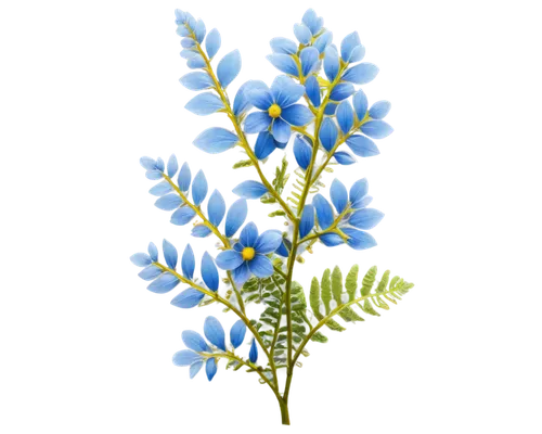 flowers png,blu flower,blue flower,blue flowers,flower wallpaper,flower background,chionodes,blue petals,spineflower,myosotis,alpine flower,decorative flower,delphinium,flower illustrative,bookmark with flowers,blue chrysanthemum,menziesii,gentiana,common grape hyacinth,flower illustration,Photography,Documentary Photography,Documentary Photography 17