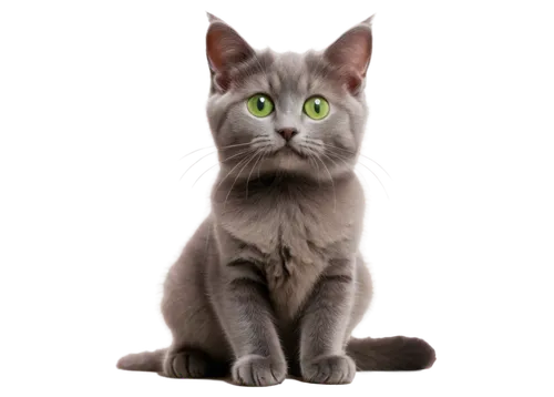 cat vector,silver tabby,gray cat,european shorthair,cat image,suara,felino,graystripe,breed cat,thunderclan,british shorthair,jayfeather,gray kitty,katzen,whiskas,lumen,cartoon cat,firecat,ravenpaw,bubastis,Illustration,Retro,Retro 19