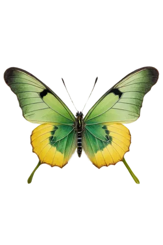 colias croceus,butterfly vector,colias hyale,colias sareptensis,colias,cloudless sulphur,butterfly clip art,hesperia (butterfly),chloris chloris,lepidoptera,butterfly green,papilio,lepidopterist,gonepteryx cleopatra,large aurora butterfly,limenitis,papilio rumanzovia,pellucid hawk moth,butterfly moth,papillon,Illustration,Retro,Retro 04