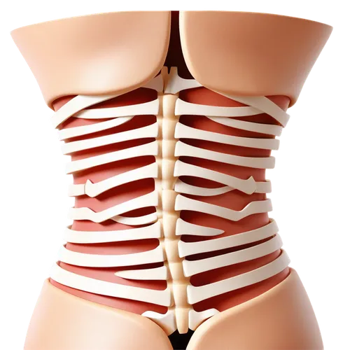 rib cage,ribcage,sacroiliac,lipolysis,mediastinum,breastbone,diaphragmatic,liposuction,lumbar,lordosis,abdominis,scoliosis,vertebroplasty,female body,kyphosis,lumbosacral,herniation,sciatica,midsections,spine,Unique,Paper Cuts,Paper Cuts 04