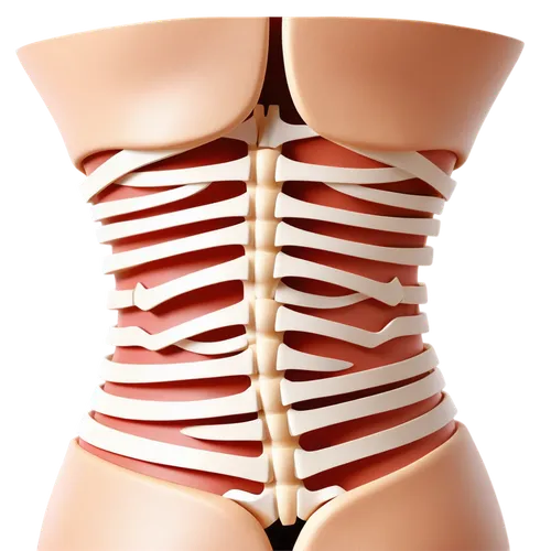 Lower back, lumbar spine, 3D model, detailed vertebrae, muscles and tendons, realistic skin texture, subtle shading, soft lighting, slight curvature, anatomical accuracy, medical illustration style.,r