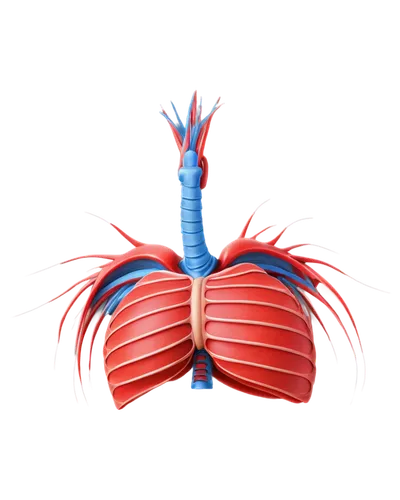 mediastinal,paraventricular,mediastinum,thoracic,subclavian,atrioventricular,medical illustration,coronary artery,microcirculation,subventricular,coronary vascular,prothorax,pericardial,diaphragmatic,supraventricular,pneumothorax,mitral,ventricle,human cardiovascular system,ventricular,Art,Artistic Painting,Artistic Painting 50