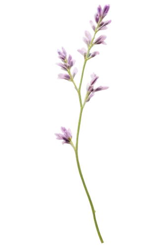 stylidium,flowers png,vervain,lavender flower,the lavender flower,grape-grass lily,verbena,valeriana,rocket flower,wild orchid,sainfoin,liatris spicata,silene vulgaris,gaura,anacamptis,citronella,soapwort,dodecatheon,rocket flowers,liatris,Conceptual Art,Oil color,Oil Color 15