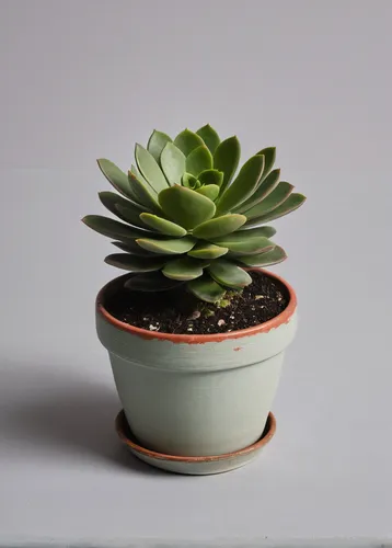 learn-to-paint-potted-succulent.jpg,androsace rattling pot,succulent in dark red pot,succulent plant,echeveria topsy turvy,echeveria,potted plant,prop,pachyphytum,garden pot,plant pot,plants in pots,m