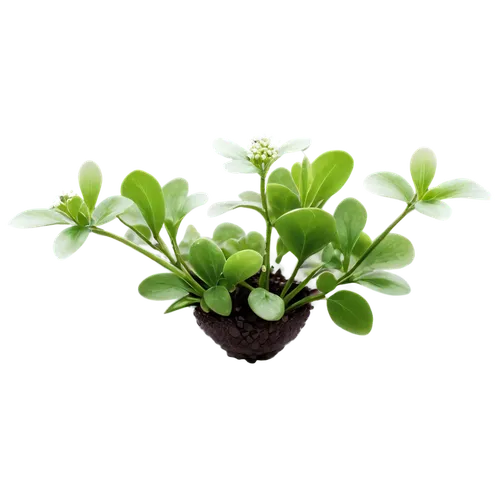 Shamrock plant, small potted, green leaves, three-leafed stems, white flowers, delicate petals, thin stems, soil and pebbles, morning dew, soft natural light, 3/4 composition, shallow depth of field, 