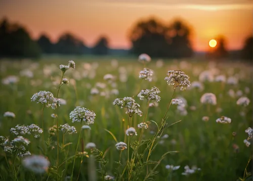 Capture the beauty of nature with a bokeh effect in a serene meadow at sunset.,meadow flowers,cotton grass,meadow plant,field of flowers,field flowers,flowers field,flowering meadow,flower in sunset,s