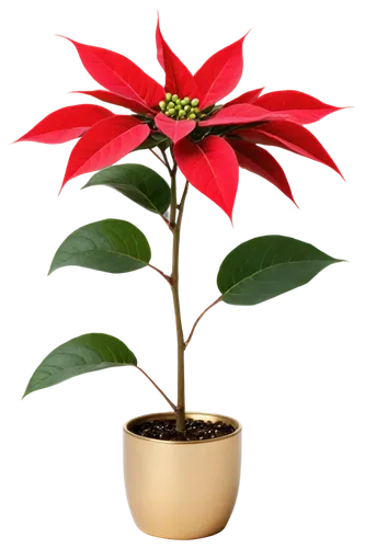 natal lily,poinsettia,poinsettia flower,christmas flower,xmas plant,flower of christmas,potted plant,potted tree,ornamental plant,american holly,christmas orchid,passiflora,annual plant,red magnolia,ornamental plants,anthurium,cestrum,yulan magnolia,allspice,bengal clockvine,Conceptual Art,Daily,Daily 30