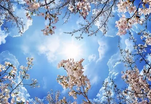 spring leaf background,almond tree,spring background,blue birds and blossom,spring blossom,blossom tree,spring blossoms,springtime background,cherry blossoms,cherry blossom tree,japanese sakura background,cold cherry blossoms,almond blossoms,tree blossoms,blooming trees,blue petals,blooming tree,cherry tree,the cherry blossoms,japanese cherry blossoms