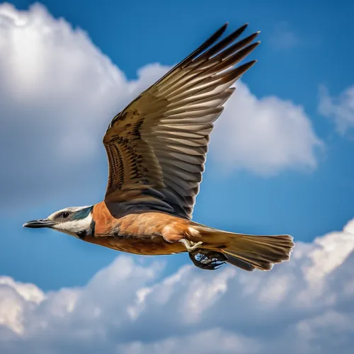 egyptian goose,brown pelican,red-tailed,bird in flight,bustard,crane bird flying,bird flying,mandarin duck water bird,mandarin duck,hammerhead bird,killdeer,migratory bird,ferruginous,rufous,eastern white pelican,greylag goose,bird photography,bird flight,red tailed kite,platycercus,Photography,General,Realistic