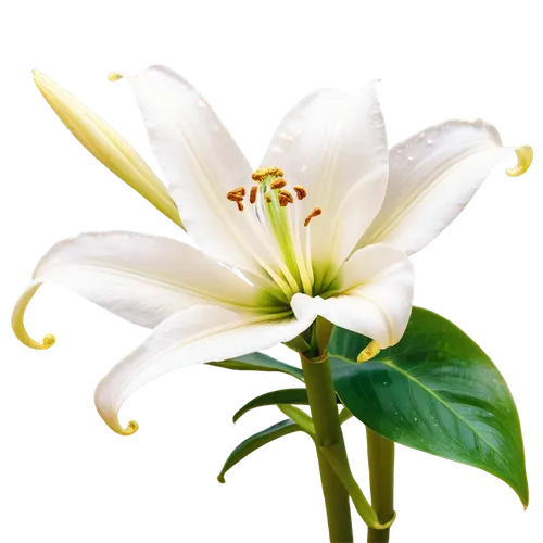 white lily,easter lilies,flowers png,white plumeria,lily flower,lilium candidum,white flower,madonna lily,white trumpet lily,flower background,lilium,hymenocallis,jasminum,lilies of the valley,star of bethlehem,flower wallpaper,delicate white flower,lilies,white cosmos,starflower,Conceptual Art,Fantasy,Fantasy 06