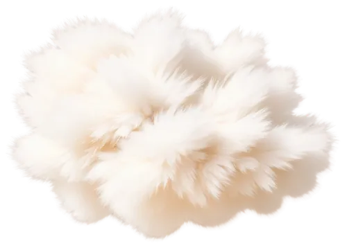 fragrant snowball,angora,silkie,cavachon,white chrysanthemum,pompom,the white chrysanthemum,flowers png,hericium,feather carnation,klepon,sheep wool,feather boa,soft coral,bichon frisé,woolflowers,white chrysanthemums,angora rabbit,hericium erinaceus,cloud mushroom,Photography,Documentary Photography,Documentary Photography 07