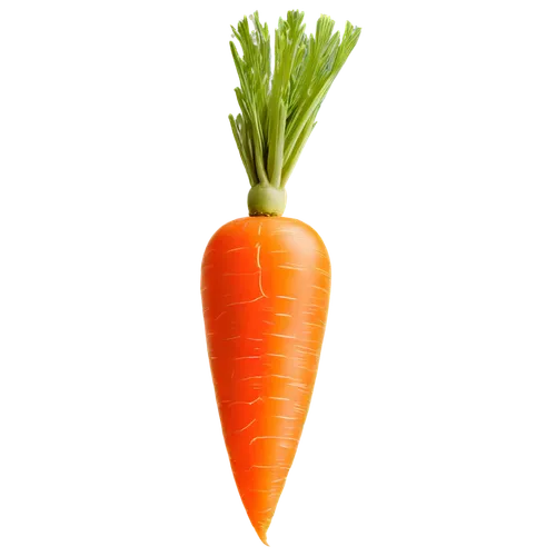 carrot,carrots,love carrot,baby carrot,carrot pattern,big carrot,carrot salad,root vegetable,carrot juice,a vegetable,vegetable,wall,carrot print,cleanup,patrol,defense,vegetable outlines,kawaii vegetables,orange,superfruit,Illustration,Black and White,Black and White 21