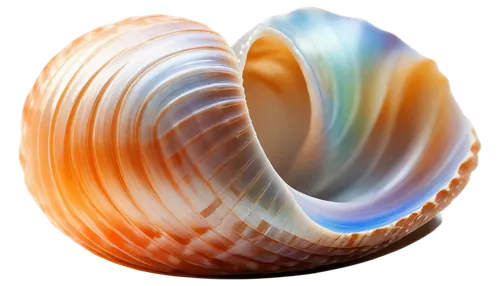 torus,colorful spiral,swirly orb,gradient mesh,agate,spiral background,wavevector,coral swirl,spinning top,wavefronts,sea shell,swirling,warping,swirl,spiracle,pilgrim shell,time spiral,spiny sea shell,swirly,ammonoid,Conceptual Art,Fantasy,Fantasy 18