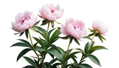 tulipa,flowers png,pink tulips,tulip background,siam tulip,tulipa humilis,pink lisianthus,peony pink,tulip flowers,tulipa tarda,turkestan tulip,tulip magnolia,pink tulip,tulip white,peonies,tulips,tulpenbaum,two tulips,magnoliengewaechs,peony,Conceptual Art,Sci-Fi,Sci-Fi 14