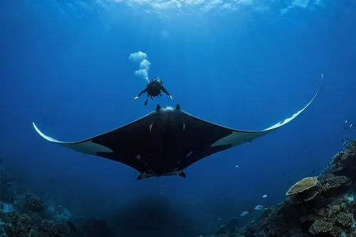 reef manta ray,manta ray,manta rays,manta,diving fins,mantas,freediving,freediver,rimantas,guitarfish,whipray,megabat,divemaster,underwater world,raja ampat,marine life,banggai,sea life underwater,roatan,wakatobi,Photography,Documentary Photography,Documentary Photography 10