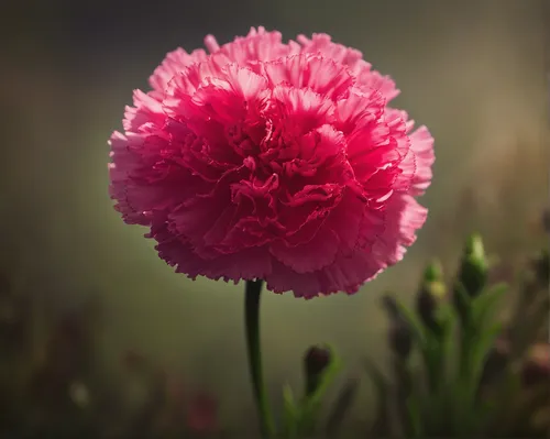 Write a suspenseful story about a sprouting carnation that holds a secret key to a hidden treasure.,pink carnations,pink carnation,dianthus,carnation flower,mini carnation,dianthus barbatus,spring car