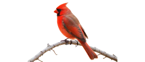 bird png,light red macaw,northern cardinal,cardinal,male northern cardinal,red avadavat,scarlet honeyeater,red bird,red cardinal,bushshrike,cardinalis,crimson finch,bird illustration,red finch,red beak,rosella,cardenales,bird drawing,gallirallus,finch's latiaxis,Art,Classical Oil Painting,Classical Oil Painting 15