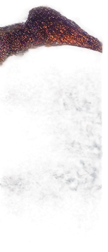 venus surface,topographer,fossae,strix nebulosa,nebulosa,aurigae,sharpless,epidermidis,enceladus,ngc 2082,ngc 2070,methone,undulatus,lava,volcanism,fomalhaut,retina nebula,vesta,mermaid scales background,ngc 7000,Photography,Black and white photography,Black and White Photography 04