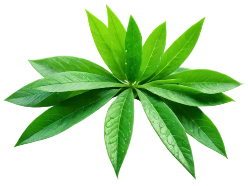 morinda citrifolia,cassava,stevia,mape leaf,bay leaf,tropical leaf,oleaceae,morinda,custody leaf,patrol,bay-leaf,aromatic plant,neem,jungle leaf,four-leaf,green leaf,foliage leaf,tropical leaf pattern,stevia rebaudiana,walnut leaf,Photography,Fashion Photography,Fashion Photography 25