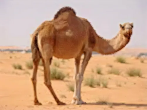 male camel,dromedary,arabian camel,dromedaries,two-humped camel,camel,camelid,bactrian camel,shadow camel,hump,camels,bazlama,camel joe,arabian mau,arabia,camelride,merzouga,zagora,libyan desert,arabian