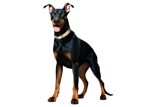 german pinscher,manchester terrier,austrian pinscher,doberman,dobermann,pinscher,dobermannt,pharaoh hound,toy manchester terrier,miniature pinscher,beauceron,australian kelpie,belgian shepherd malinois,giant dog breed,rottweiler,english toy terrier,dog breed,bruno jura hound,belgian shepherd,great dane,Illustration,Paper based,Paper Based 23