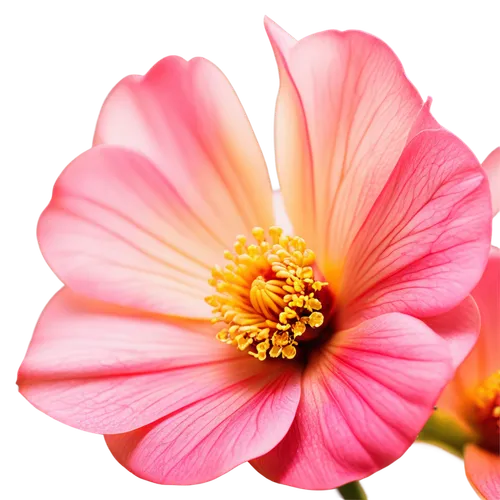 cosmos flower,cosmos flowers,pink chrysanthemum,cosmos autumn,pink flower,pink anemone,pink daisies,pink cosmea,gerbera flower pink,japanese anemone,gerbera flower,pink petals,chrysanthemum background,pink poppy,flower pink,flower wallpaper,dahlia pink,flower background,pink flower white,pink flowers,Photography,Artistic Photography,Artistic Photography 09