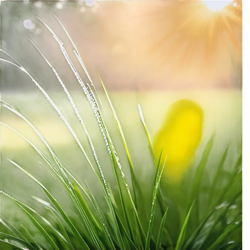 needlegrass,sweet grass plant,ryegrass,cordgrass,wheat germ grass,cherry sparkler fountain grass,dew on grass,festuca,grass grasses,feather bristle grass,elymus,long grass,blooming grass,sunburst background,grass blossom,grass fronds,stipa,silver grass,ornamental grass,wheatgrass,Illustration,Paper based,Paper Based 22