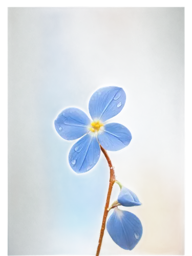 blu flower,blue flower,blue petals,blue daisies,blue anemone,hepatica,mountain bluets,forget me not,butterwort,siberian squill,windflower,blue flax,blue flowers,anemone blanda,myosotis,forget me nots,eyebright,blume,utricularia,flower painting,Illustration,Realistic Fantasy,Realistic Fantasy 41