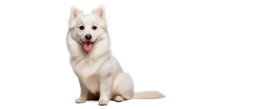 berger blanc suisse,white shepherd,american eskimo dog,canadian eskimo dog,korean jindo dog,english white terrier,japanese spitz,samoyed,german spitz mittel,white dog,maremma sheepdog,german spitz,northern inuit dog,dog pure-breed,canaan dog,pet vitamins & supplements,giant dog breed,west highland white terrier,dog breed,livestock guardian dog,Art,Classical Oil Painting,Classical Oil Painting 14