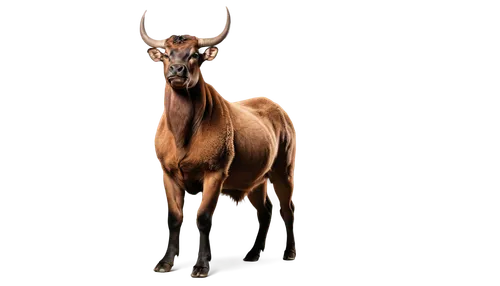 hartebeest,venado,odocoileus,bos taurus,ungulate,blesbok,tragelaphus,elaphus,markhor,cervus elaphus,macrohon,monoceros,huemul,horoscope taurus,kulan,taurus,ankole,cervus,lechwe,gaur,Unique,3D,Modern Sculpture