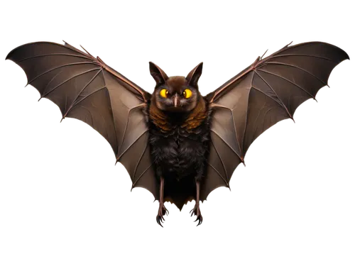 bat,fruit bat,vampire bat,bat smiley,big brown bat,little red flying fox,tropical bat,bats,hanging bat,megabat,lantern bat,flying fox,mouse eared bat,deaths head hawk-moth,gryphon,bombyx mori,little brown myotis,pipistrelles,imperial moth,dark-type,Art,Classical Oil Painting,Classical Oil Painting 31