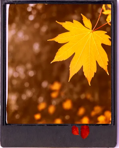 autumn frame,autumn icon,round autumn frame,fall picture frame,leaves frame,autumn background,leaf background,halloween frame,life stage icon,autumn theme,autumn leaf,leaves case,fall leaf,retro frame,autumn leaves,photo frame,maple leaf red,red leaf,maple foliage,autumnal leaves,Photography,Documentary Photography,Documentary Photography 03