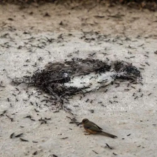 dead bird,bogoria,cockroaches,sterna hirundo,houseflies,tent caterpillar