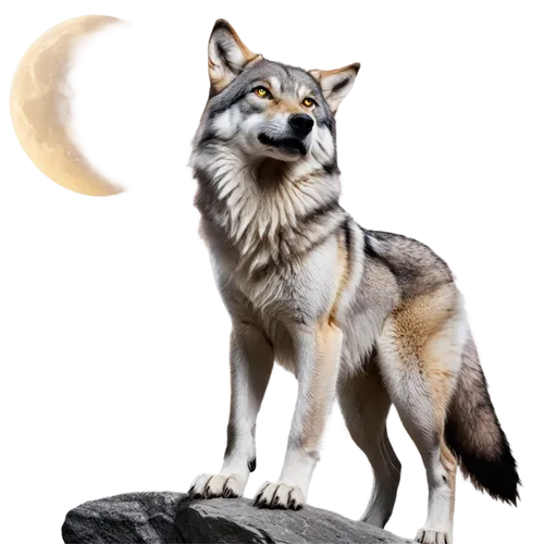 howling wolf,aleu,wolpaw,wolffian,wolfsangel,loup,vulpine,wolfsschanze,wofl,wolfen,atunyote,fantasy animal,volf,wolfsfeld,european wolf,wolfgramm,wolferen,vulpes,constellation wolf,gray wolf,Photography,Fashion Photography,Fashion Photography 14