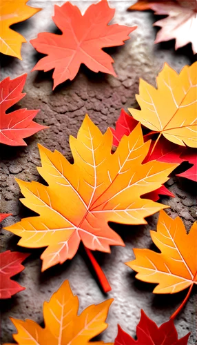 leaf background,red maple leaf,maple leave,colored leaves,maple foliage,maple leaf red,red leaf,autumn background,fall leaf,yellow maple leaf,autumn leaf,leaf color,leaf maple,colorful leaves,autumn leaf paper,fall leaves,maple leaves,autumn frame,red leaves,autumn leaves,Unique,Paper Cuts,Paper Cuts 04