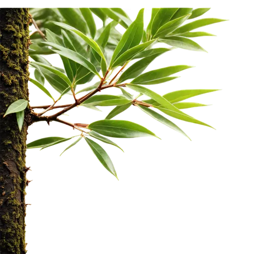 Laurel tree, evergreen, glossy leaves, conical shape, slender branches, thick trunk, roots deep in earth, morning dew, soft sunlight filtering through leaves, 3/4 composition, shallow depth of field, 