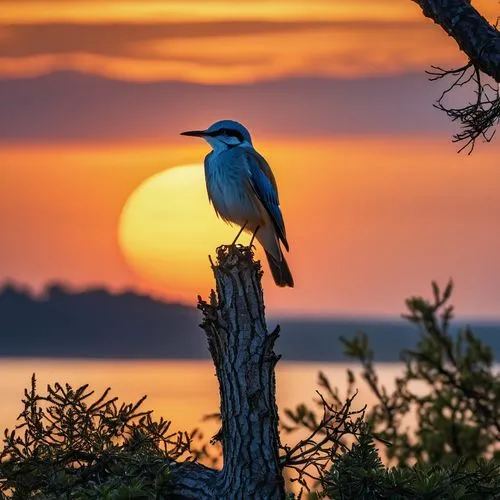 The sky is a deep blue, illuminated only by the soft orange glow of the setting sun. The trees are covered in a blanket of dust, and the ground is a sea of water. A lone bird perches on the tree trunk